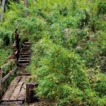 Termas de Queñi: un manantial de agua termal en el bosque