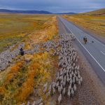 Trashumancia en la Patagonia Argentina: una experiencia cultural única