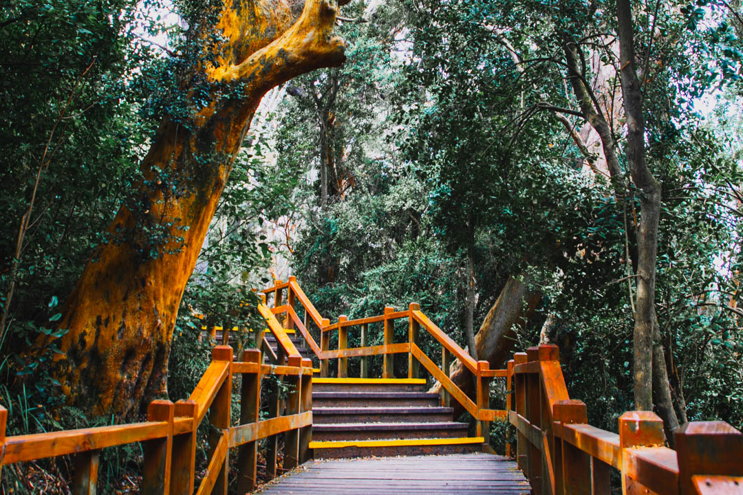 Bosque de Arrayanes