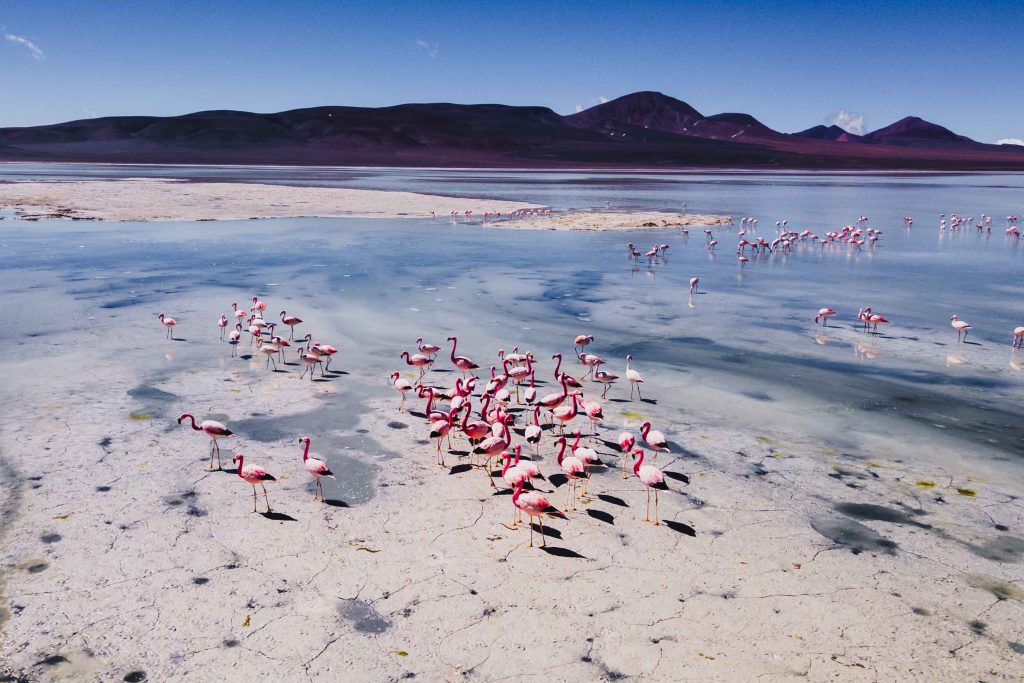 Flamencos en Laguna Brava