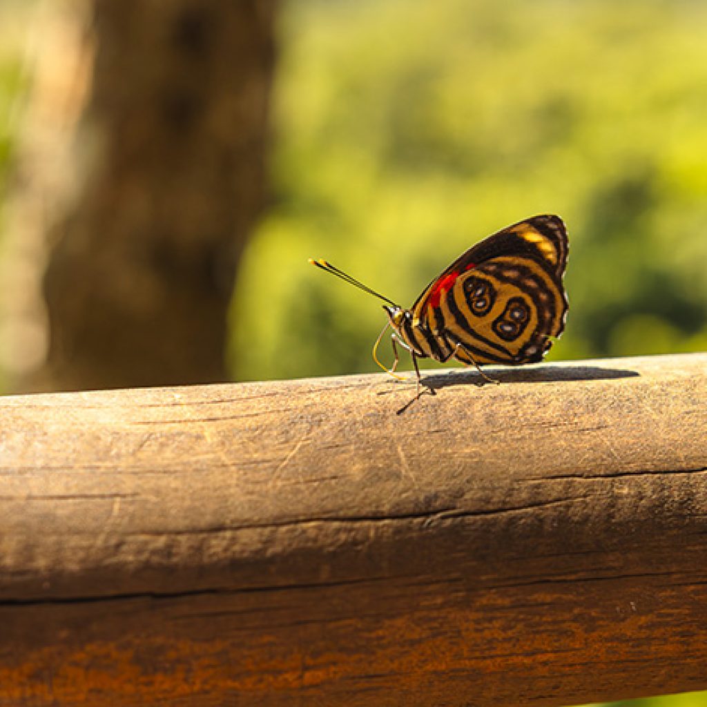 Mariposa en PN Iguazú, Misiones