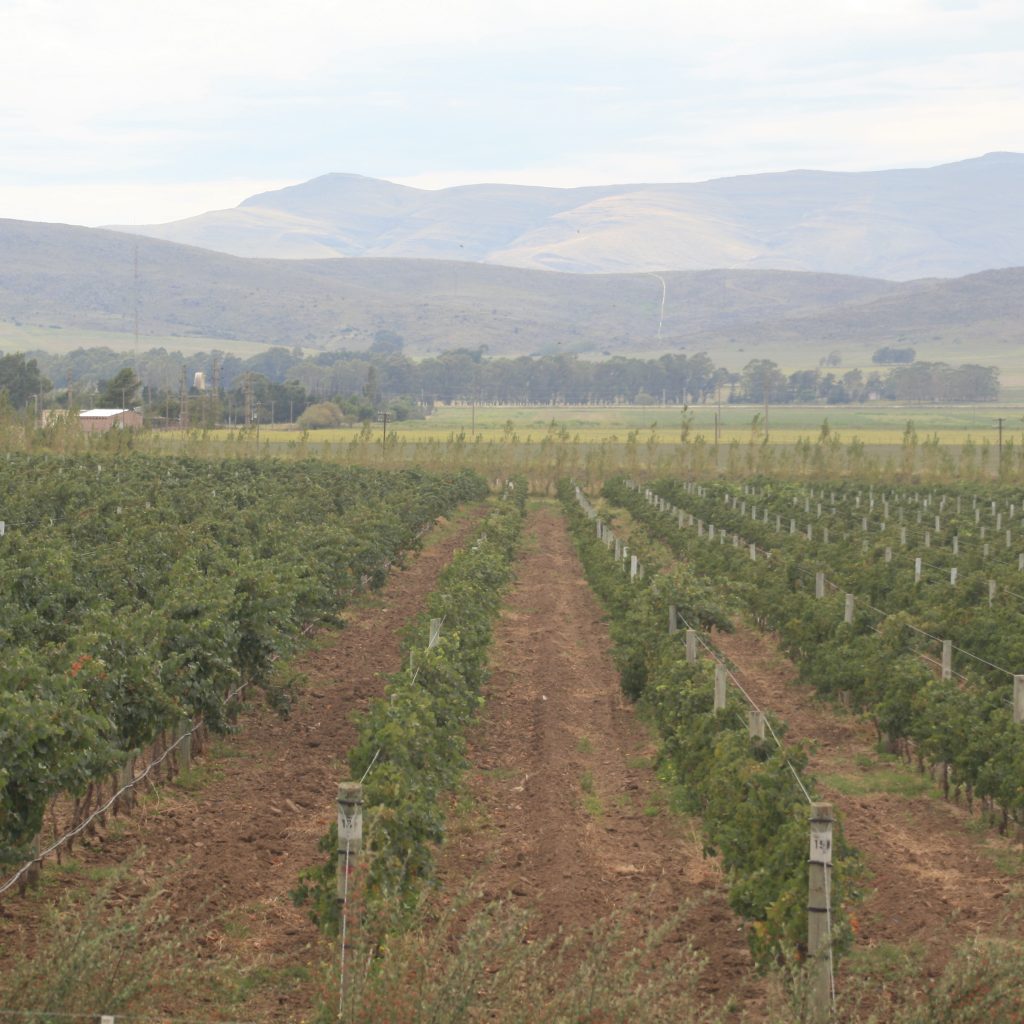 Viñedos en Saldungaray