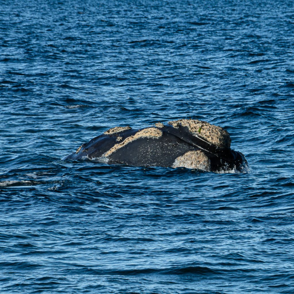 Ballena jorobada en Puerto Madryn