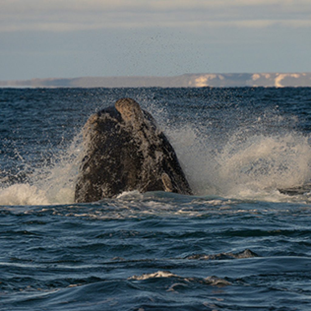 Avistaje de ballenas en Puerto Madryn