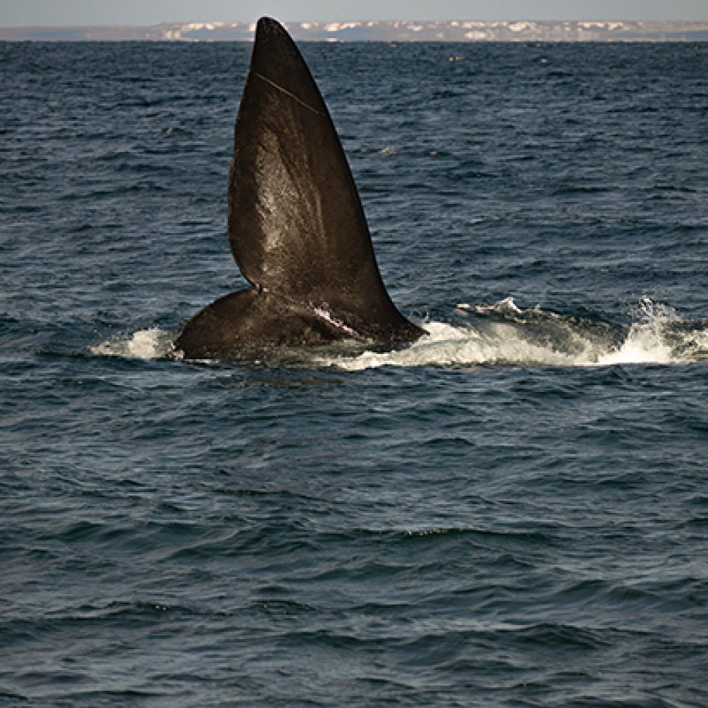 Ballenas en Puerto Madryn