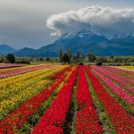 Campo de tulipanes, un clásico de Octubre en Trevelin