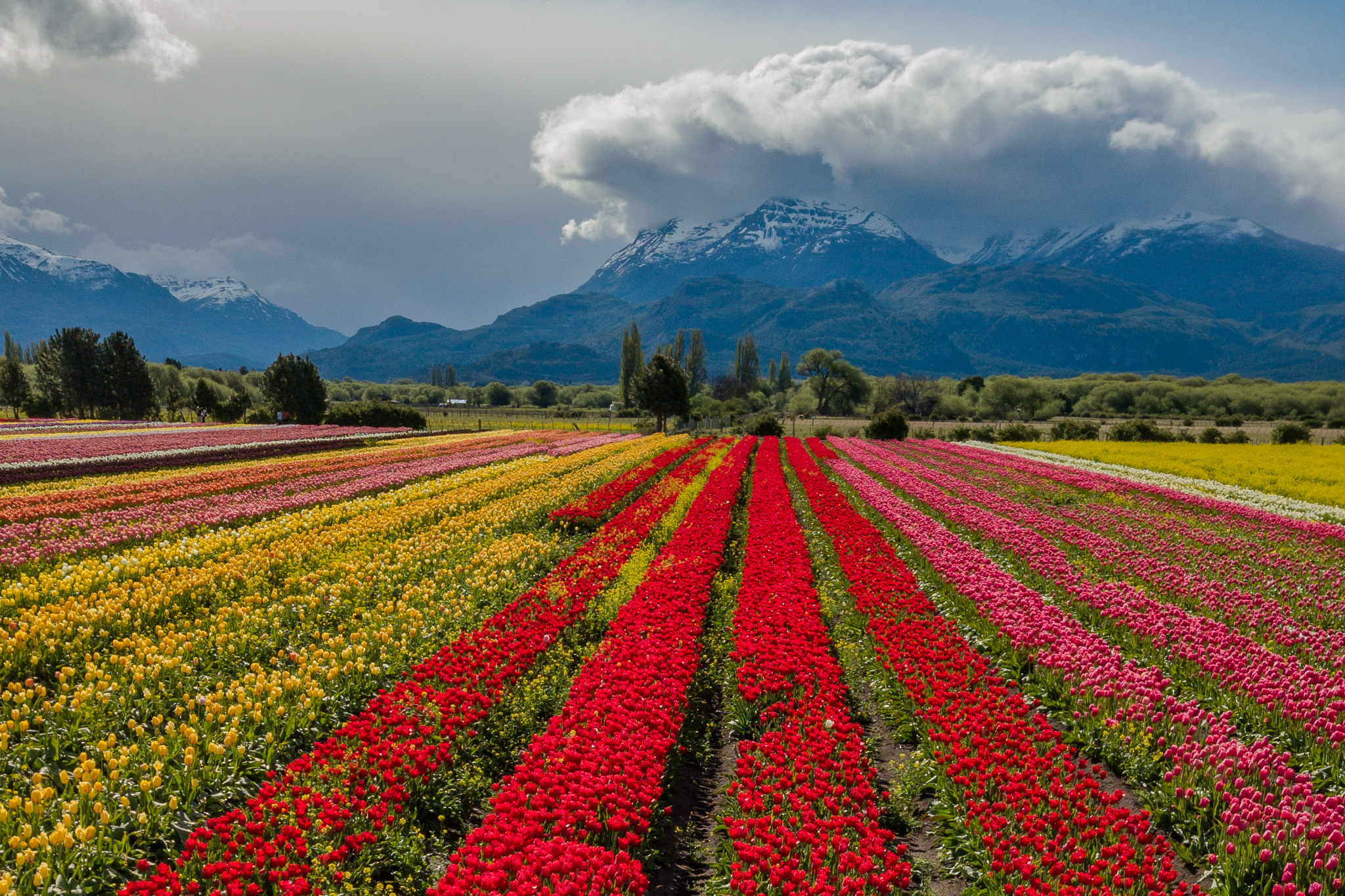 Campo de tulipanes