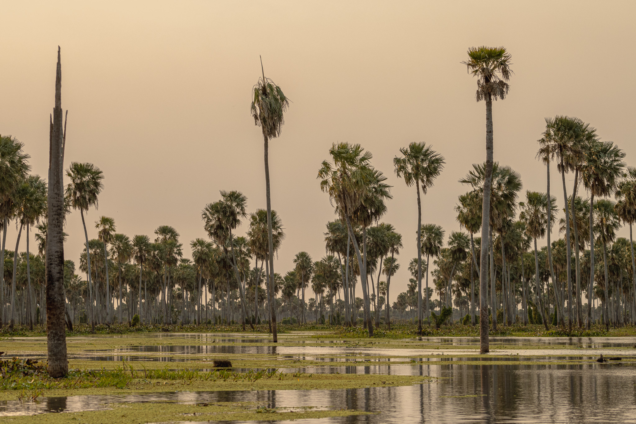 Paisaje del Bañado de la Estrella, Formosa