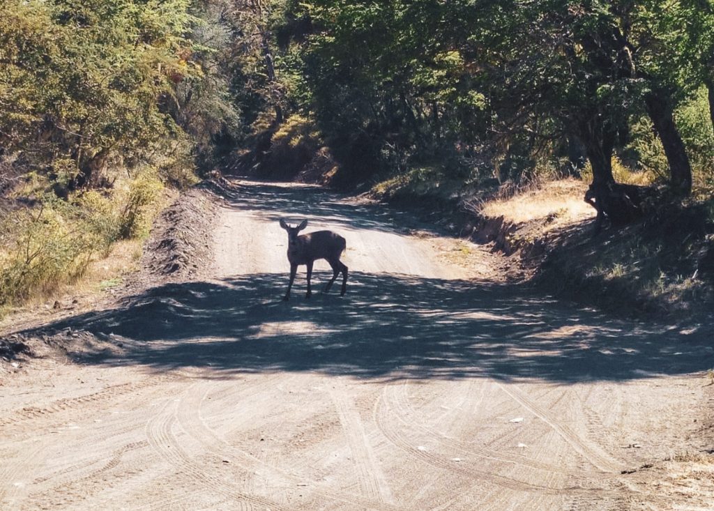 Huemul en Parque Nacional Lanín