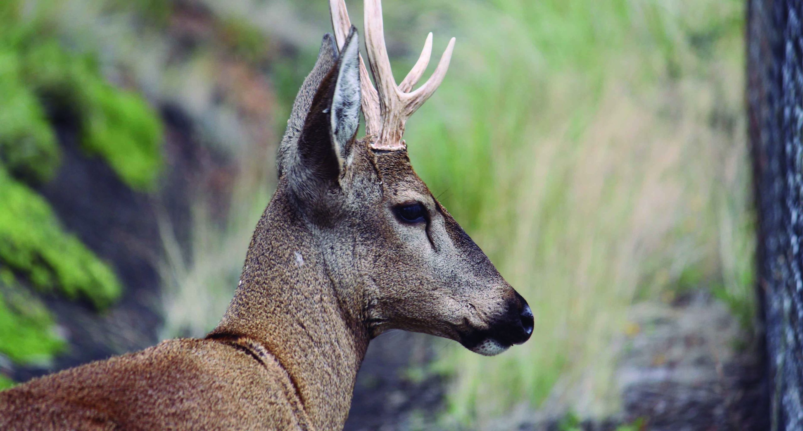 Huemul