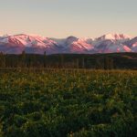 Mendoza: destino gastronómico de primer nivel en Argentina
