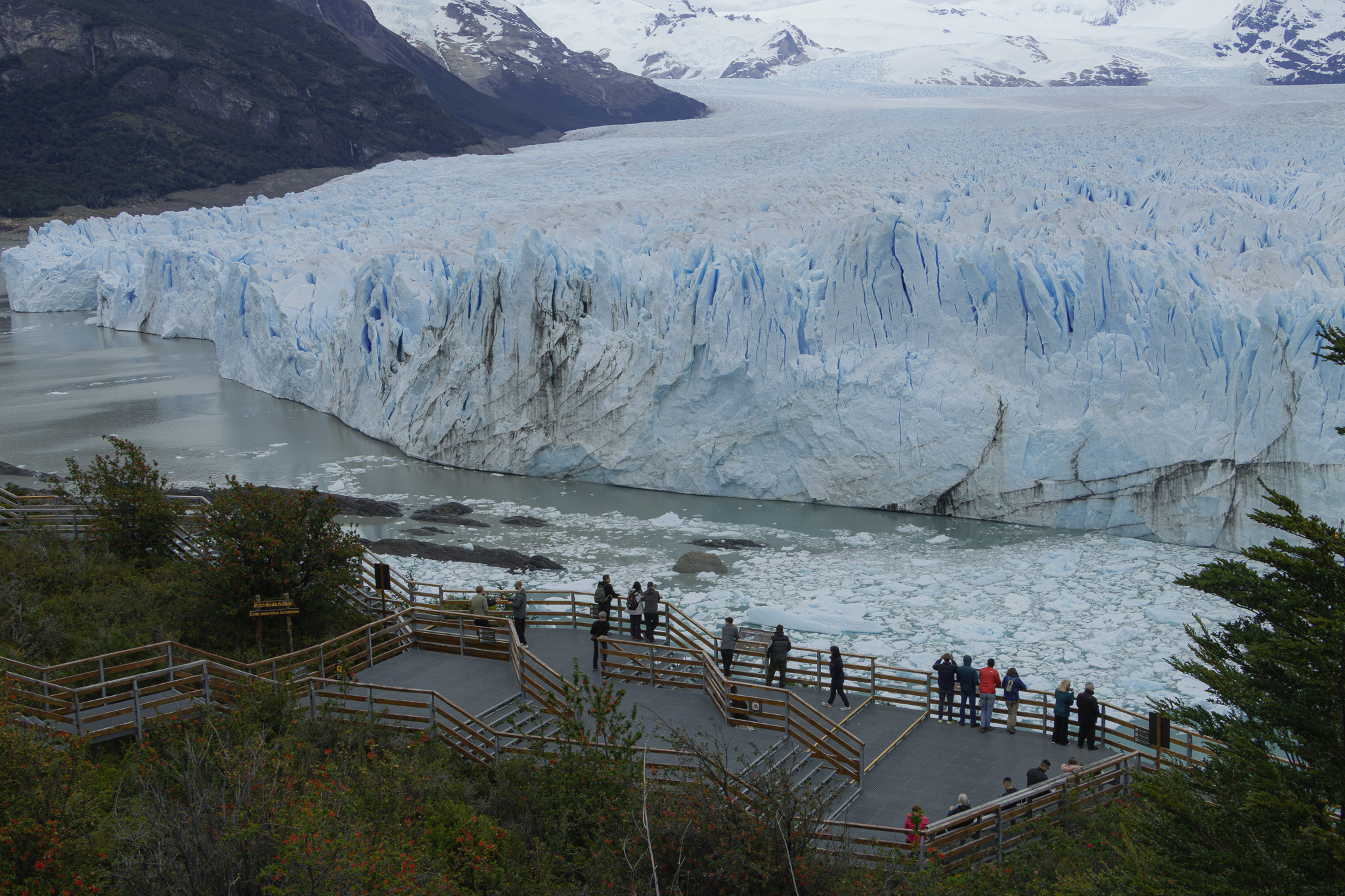 calafate