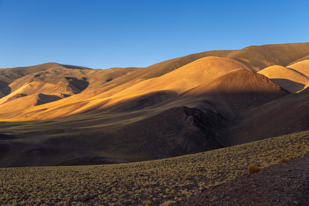 Cerros ondulados de la Puna riojana en tonos dorados y violáceos, con matas de coirón en primer plano, camino a la Reserva Laguna Brava